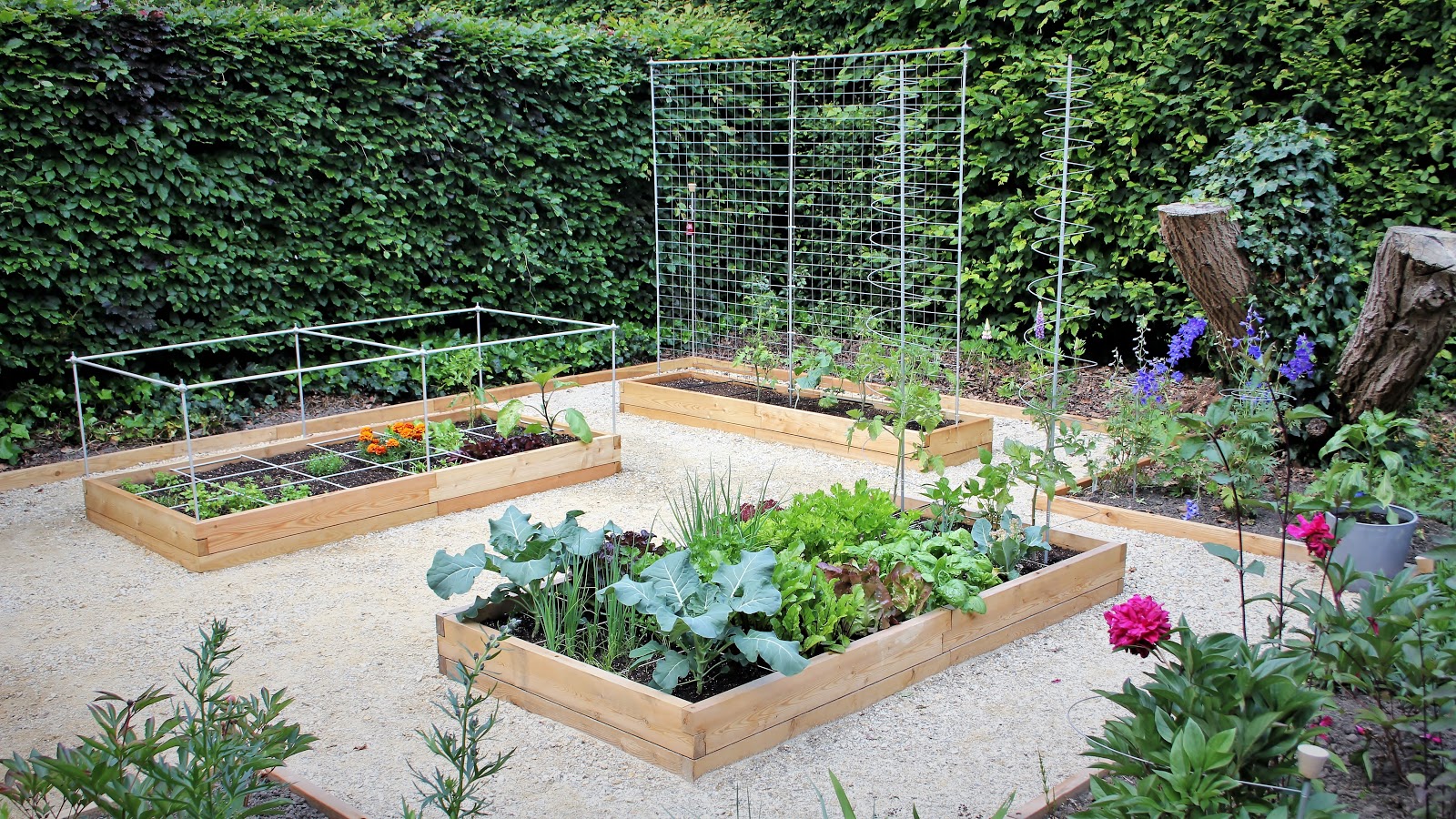 Verhoogde houten moestuinbakken vol groenten en kruiden met klimsteunen, omzoomd door hagen en bloemen